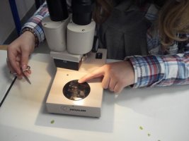 Observation des ovules à la loupe binoculaire
